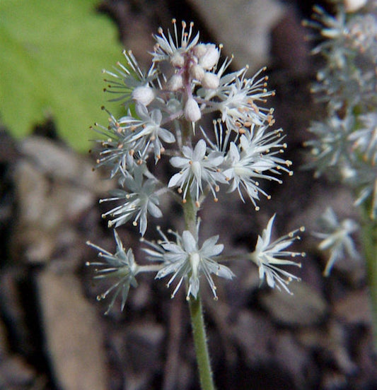  Herzblättrige Schaumblüte - Tiarella Cordifolia