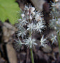  Herzblättrige Schaumblüte - Tiarella Cordifolia