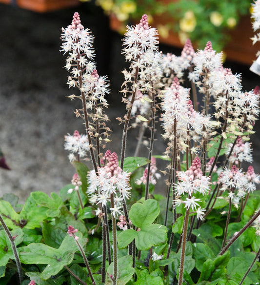  Zipfelblättrige Garten Schaumblüte Spring Symphony - Tiarella Laciniata