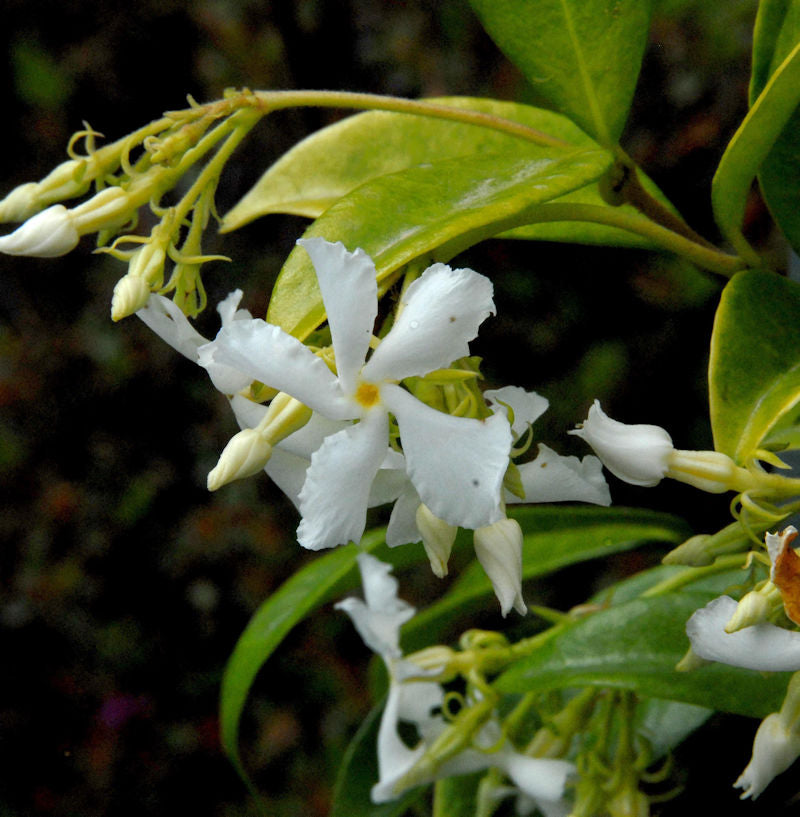  Sternjasmin 40-60cm - Trachelospermum