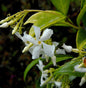  Sternjasmin 100-125cm - Trachelospermum