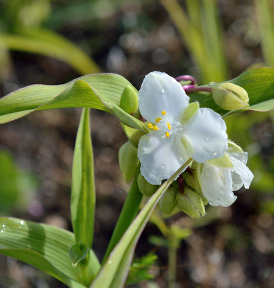  Dreimasterblumen Bilberry Ice - Tradescantia Andersoniana