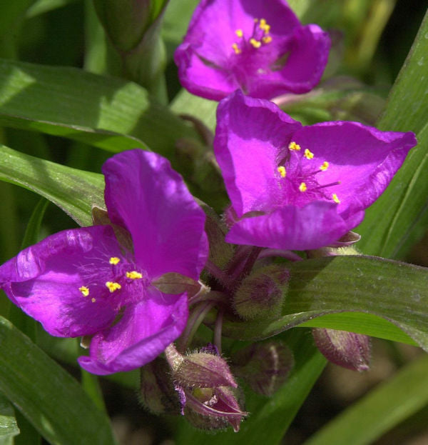  Dreimasterblumen Karminglut - Tradescantia Andersoniana