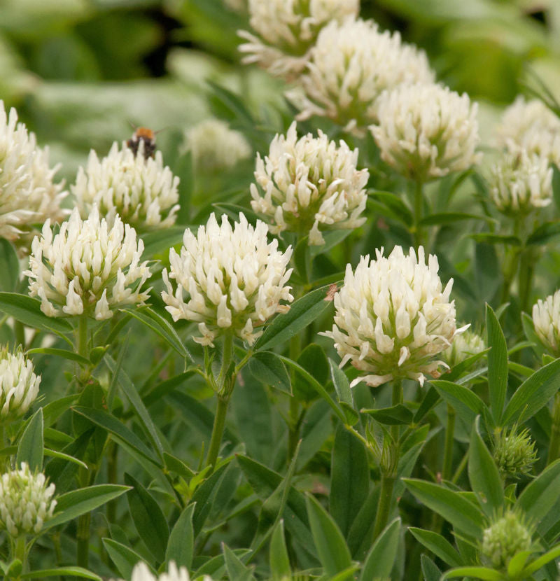  Blaßgelber Klee - Trifolium Ochroleucon