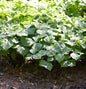  Gelbblütige Waldlilie - Trillium Viride