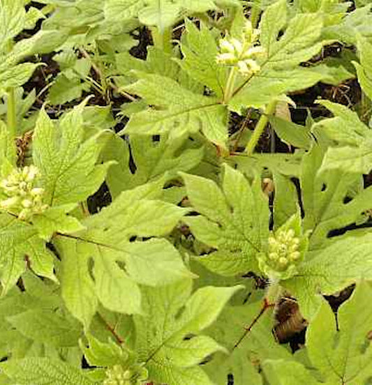  Fieberwurz - Triosteum Erythrocarpa