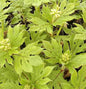  Fieberwurz - Triosteum Erythrocarpa