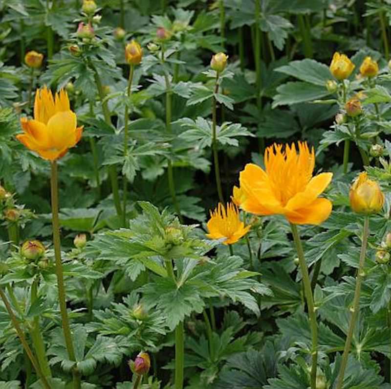  Trollblume Golden Queen - Trollius Chinensis