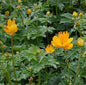  Trollblume Golden Queen - Trollius Chinensis
