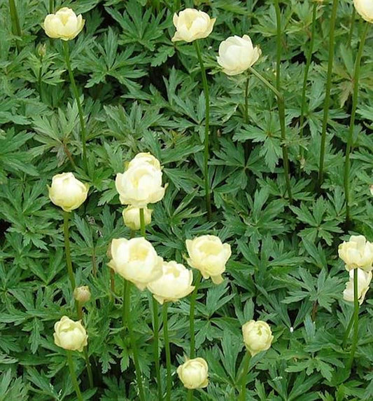  Trollblume Alabaster - Trollius Europaeus