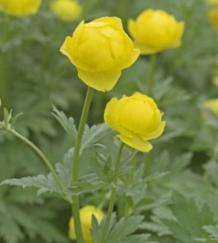  Trollblume Lemon Queen - Trollius Europaeus