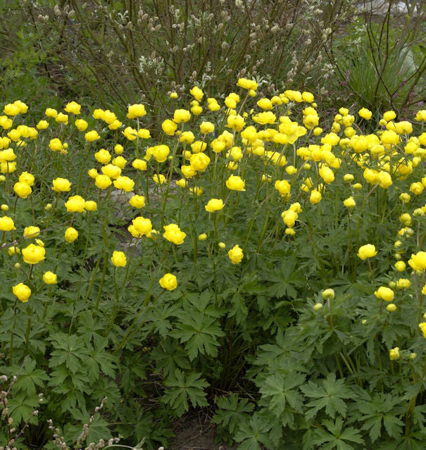  Europäische Trollblume - Trollius Europaeus