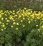  Europäische Trollblume - Trollius Europaeus