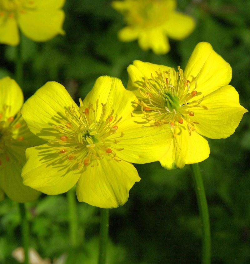  Zwerg Trollblume - Trollius Pumilus