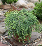  Kriech Hemlocktanne Coles Prostrate 30-40cm - Tsuga Canadensis