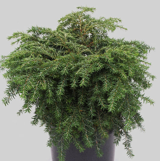  Kissen-Hemlock Jeddeloh 20-25cm - Tsuga Canadensis