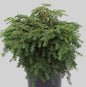  Kissen-Hemlock Jeddeloh 20-25cm - Tsuga Canadensis