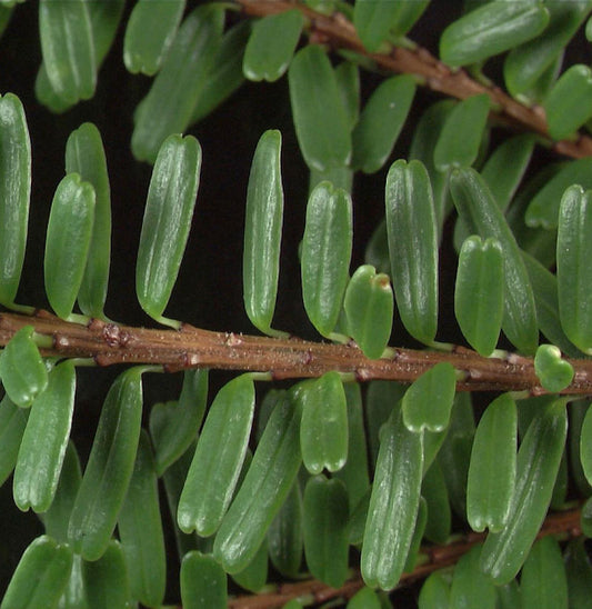  Nordjapanische Hemlocktanne Minikin 25-30cm - Tsuga Diversifolia