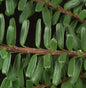  Nordjapanische Hemlocktanne Minikin 25-30cm - Tsuga Diversifolia
