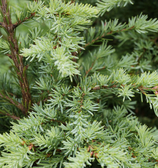  Graue Hemlocktanne 60-80cm - Tsuga Mertensiana