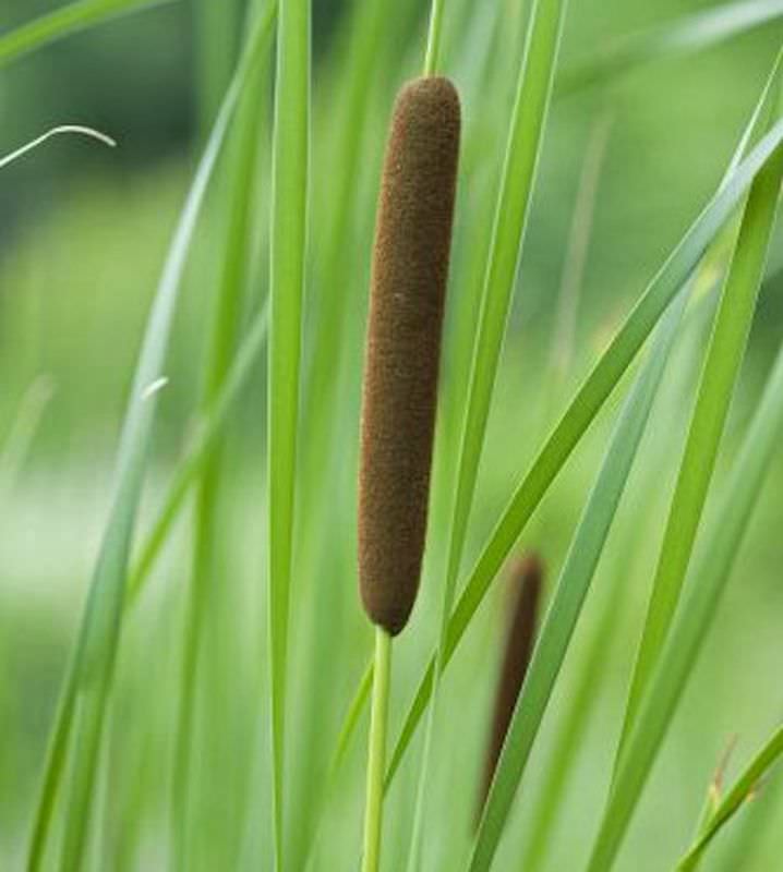  Schmalblättriger Rohrkolben - Typha Angustifolia