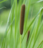  Schmalblättriger Rohrkolben - Typha Angustifolia