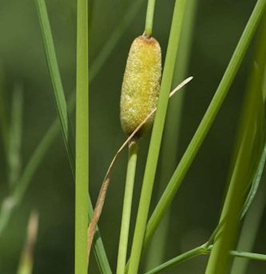  Schmalblättriger Rohrkolben Laxmann - Typha Laxmannii