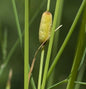  Schmalblättriger Rohrkolben Laxmann - Typha Laxmannii