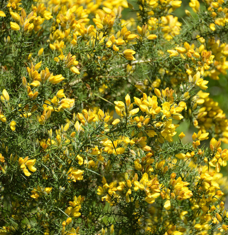  Westlicher Stechginster 20-30cm - Ulex Gallii