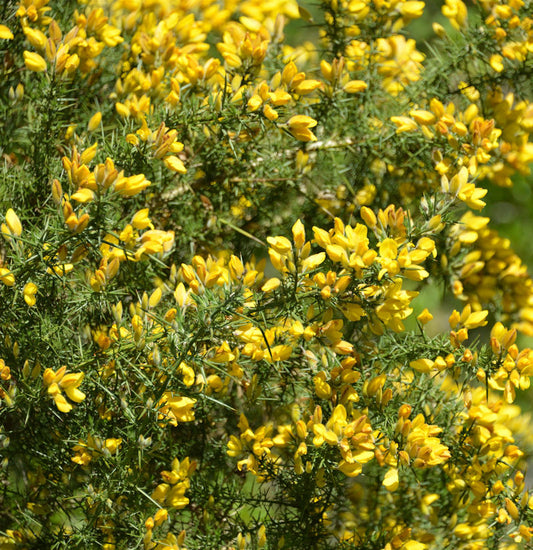  Westlicher Stechginster 20-30cm - Ulex Gallii