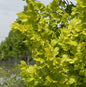  Goldulme 100-125cm - Ulmus Carpinfolia