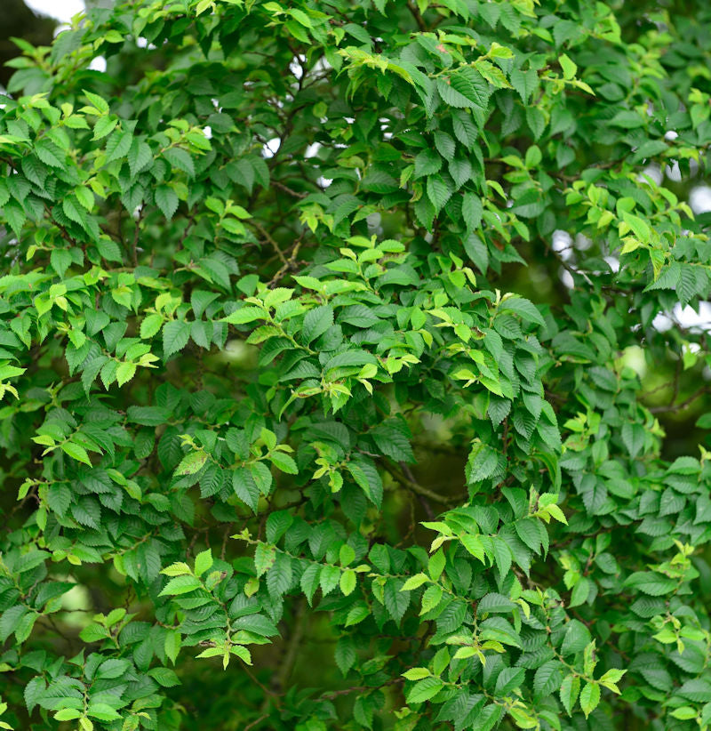  Zwergulme Jacqueline Hillier 60-80cm - Ulmus Hollandica