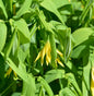  Schwefel Trauerglocke - Uvularia Perfoliata