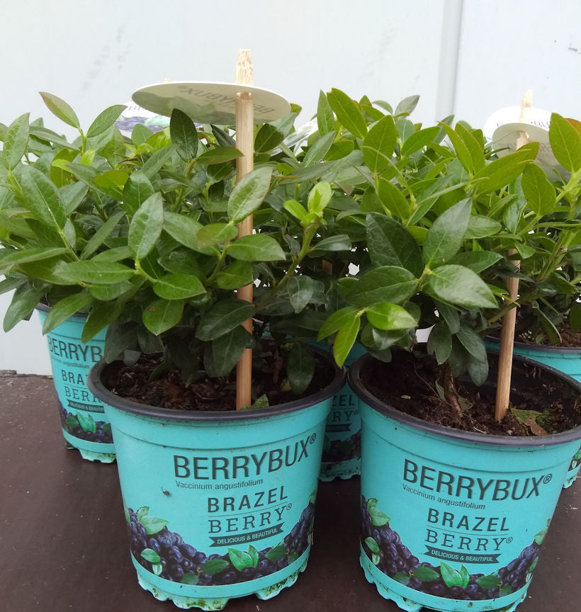  10x Heidelbeere Berry Bux - BrazelBerry 10-15cm - Vaccinium Angustifolium
