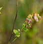  Heidelbeere Polaris 40-60cm - Vaccinium Corymbosum