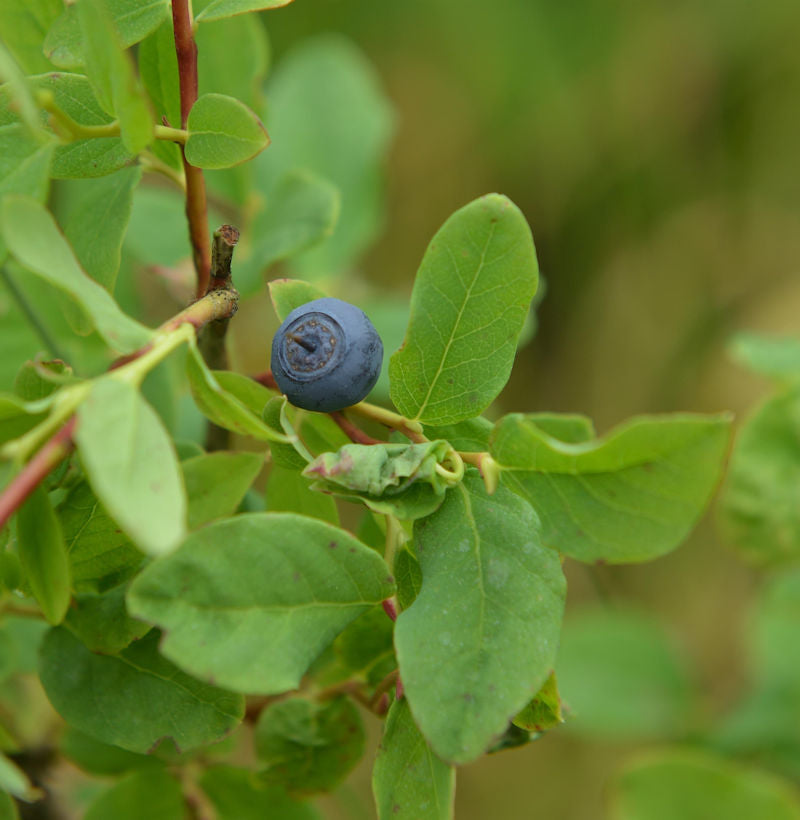  Wilde Blaubeere 20-30cm - Vaccinium Angustifolium
