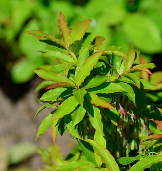  Kaukasische Heidelbeere 30-40cm - Vaccinium Arctostaphylos