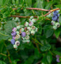  Heidelbeere Blueray 60-80cm - Vaccinium Corymbosum