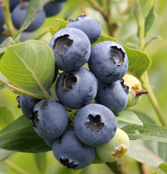  Heidelbeere Hardy Blue 40-60cm - Vaccinium Corymbosum