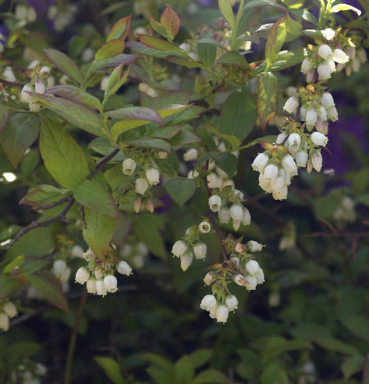  Heidelbeere Herma 40-60cm - Vaccinium Corymbosum