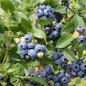  Hochstamm Heidelbeere Northland® 40-60cm - Vaccinium Corymbosum