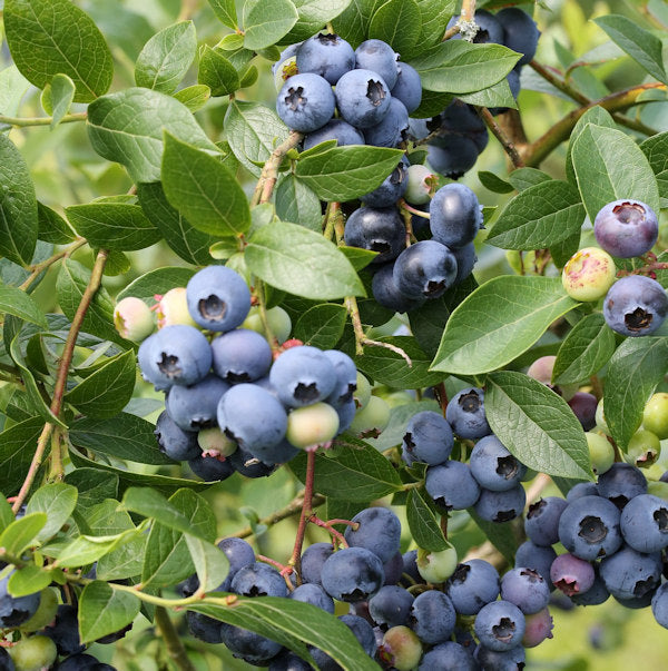  Hochstamm Heidelbeere Northland® 60-80cm - Vaccinium Corymbosum