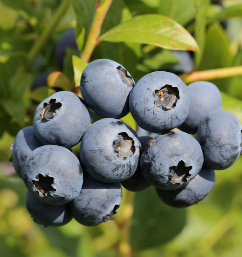  Heidelbeere Goldtraube 80-100cm - Vaccinium Corymbosum