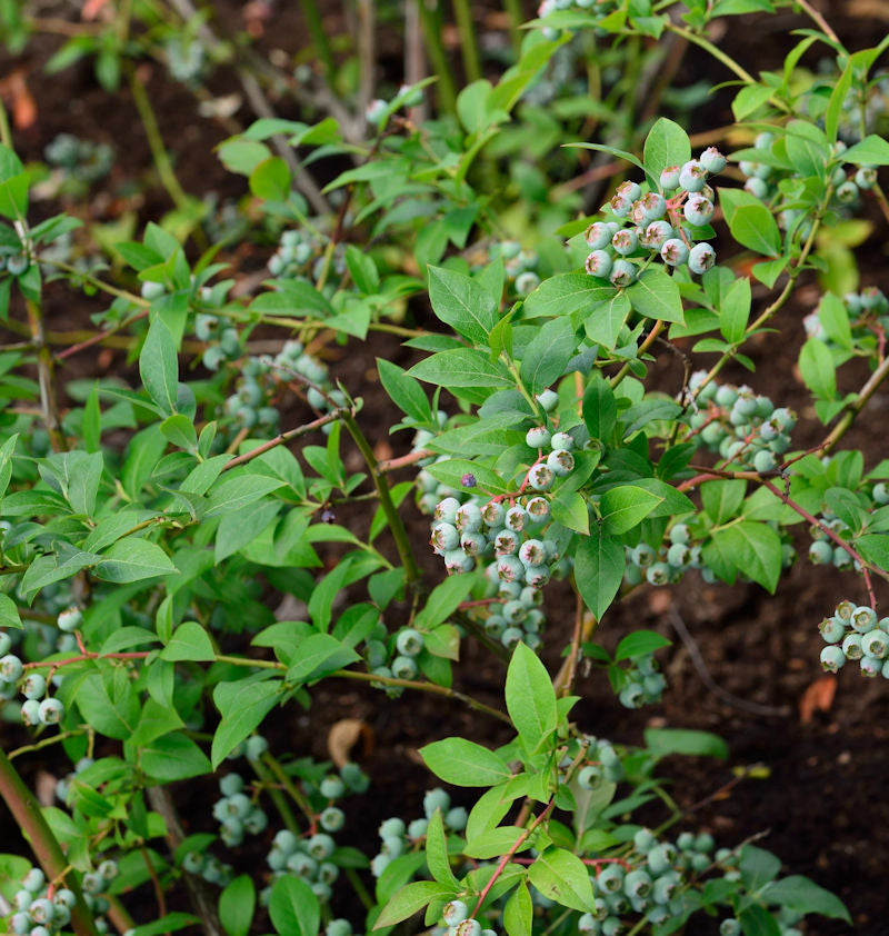  Heidelbeere Puru 100-125cm - Vaccinium Corymbosum