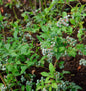  Heidelbeere Puru 100-125cm - Vaccinium Corymbosum