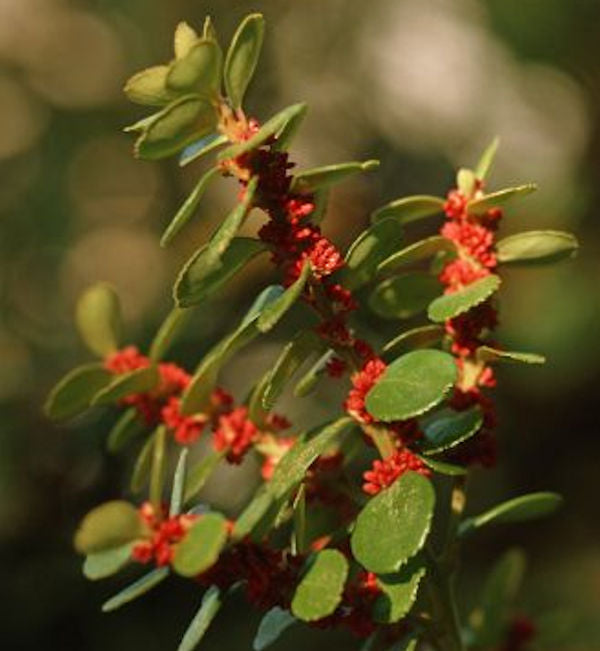  Azoren-Heidelbeere 30-40cm - Vaccinium Cylindraceum