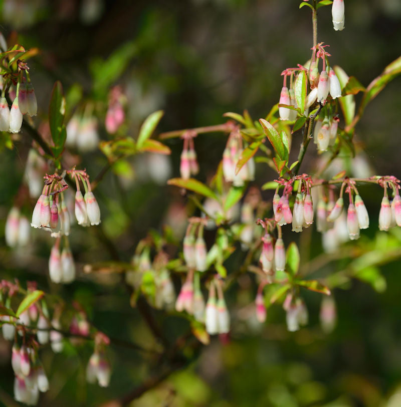  Wilde Heidelbeeren 30-40cm - Vaccinium Griffithianum