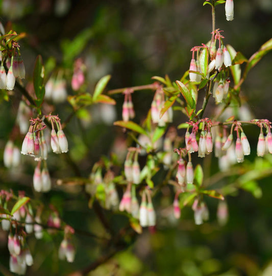  Wilde Heidelbeeren 30-40cm - Vaccinium Griffithianum