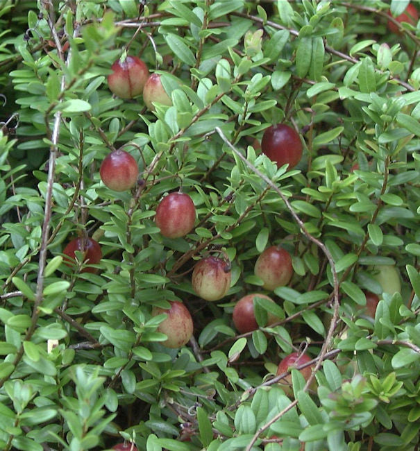  Großfrüchtige Moosbeere 30-40cm - Vaccinium Macrocarpon