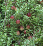  Großfrüchtige Moosbeere 30-40cm - Vaccinium Macrocarpon